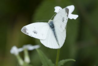 Yalanc Beyazmelek (Pieris pseudorapae)