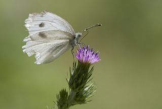 Yalanc Beyazmelek (Pieris pseudorapae)