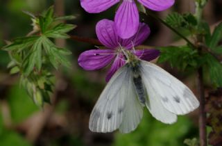 Yalanc Beyazmelek (Pieris pseudorapae)