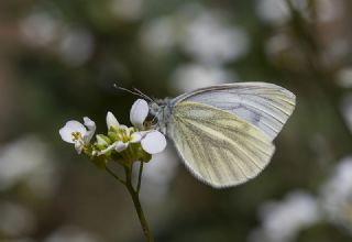 Yalanc Beyazmelek (Pieris pseudorapae)