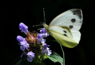 Yalanc Beyazmelek (Pieris pseudorapae)