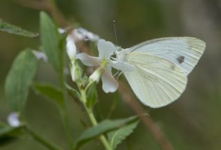 Yalanc Beyazmelek (Pieris pseudorapae)