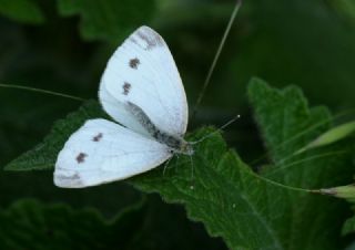 Yalanc Beyazmelek (Pieris pseudorapae)