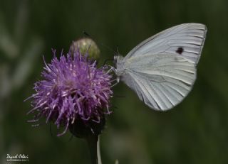 Yalanc� Beyazmelek&nbsp;(Pieris&nbsp;pseudorapae)