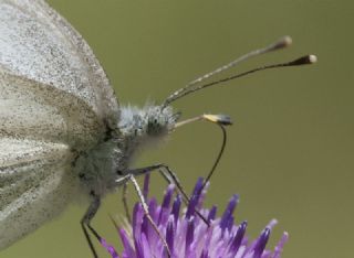 Yalanc Beyazmelek (Pieris pseudorapae)