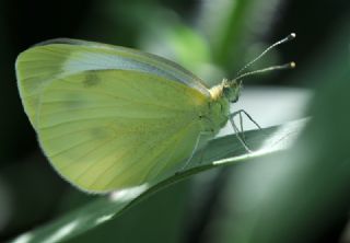 Yalanc Beyazmelek (Pieris pseudorapae)