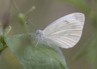 Yalanc Beyazmelek (Pieris pseudorapae)