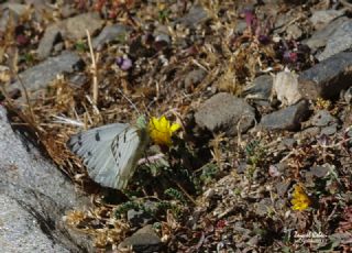Doruklarn Beneklimelei (Pontia callidice)