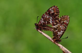 Gney Fistosu (Zerynthia polyxena)