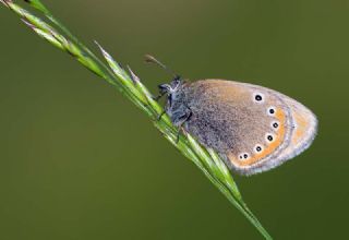Rus Z�pz�p Perisi&nbsp;(Coenonympha&nbsp;leander)