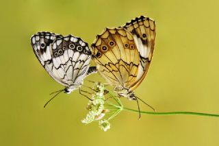 Akdeniz Melikesi (Melanargia titea)