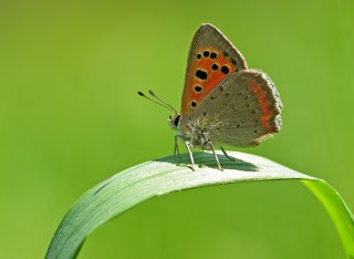 Benekli Bakr Gzeli (Lycaena phlaeas)