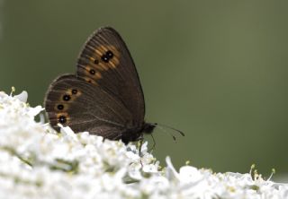 Orman Gzelesmeri (Erebia medusa )