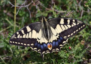 Krlangkuyruk (Papilio machaon)