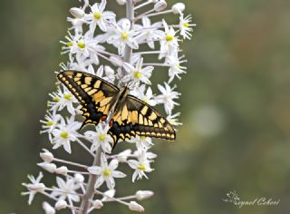 Krlangkuyruk (Papilio machaon)