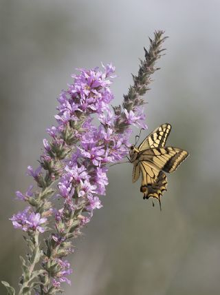 Krlangkuyruk (Papilio machaon)