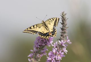 Krlangkuyruk (Papilio machaon)