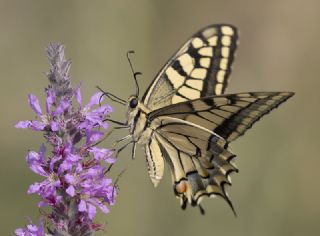 Krlangkuyruk (Papilio machaon)