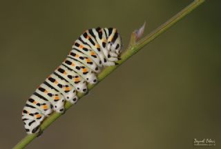 K�rlang��kuyruk&nbsp;(Papilio&nbsp;machaon)