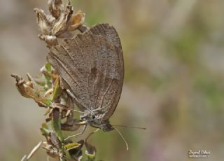 Esmerperi (Hyponephele lupina)