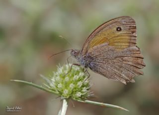 Esmerperi (Hyponephele lupina)