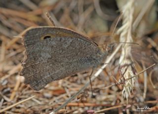 Esmerperi&nbsp;(Hyponephele&nbsp;lupina)