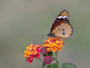Sultan (Danaus chrysippus)