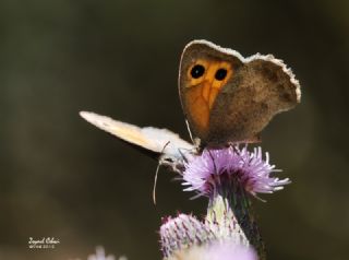 Kk Esmerperi (Hyponephele lycaon)