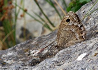 Beyaz Damarl Pirireis (Satyrus amasinus)