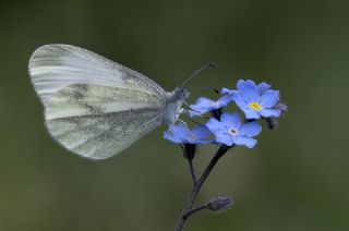 Narin Orman Beyaz (Leptidea sinapis)
