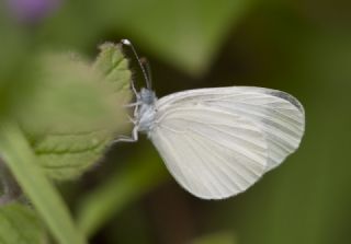 Narin Orman Beyaz (Leptidea sinapis)