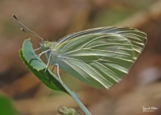 Byk Beyazmelek  (Pieris brassicae)