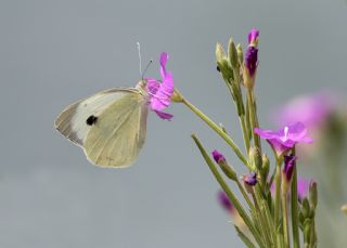 Byk Beyazmelek  (Pieris brassicae)