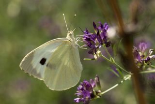 Byk Beyazmelek  (Pieris brassicae)