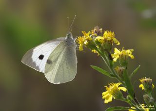 Byk Beyazmelek  (Pieris brassicae)