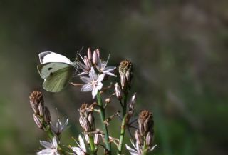 Byk Beyazmelek  (Pieris brassicae)