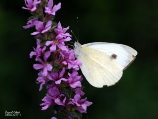 Byk Beyazmelek  (Pieris brassicae)