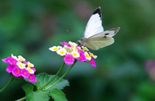 Byk Beyazmelek  (Pieris brassicae)