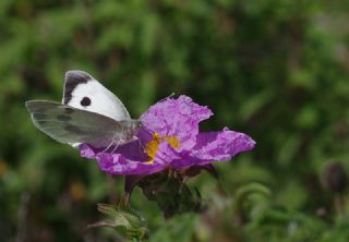 Byk Beyazmelek  (Pieris brassicae)