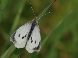 Byk Beyazmelek  (Pieris brassicae)