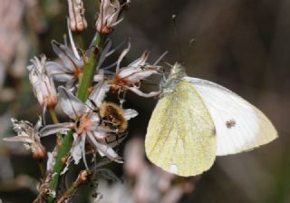 Byk Beyazmelek  (Pieris brassicae)