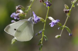 Kk Beyazmelek (Pieris rapae)