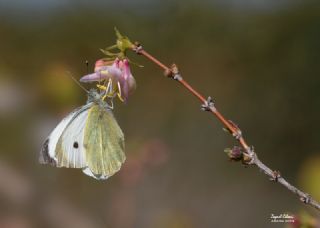 Byk Beyazmelek  (Pieris brassicae)