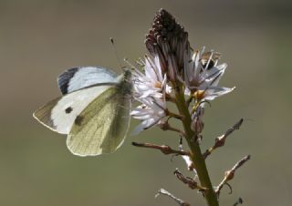 Byk Beyazmelek  (Pieris brassicae)