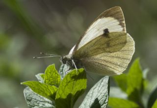 Byk Beyazmelek  (Pieris brassicae)