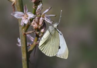 Byk Beyazmelek  (Pieris brassicae)