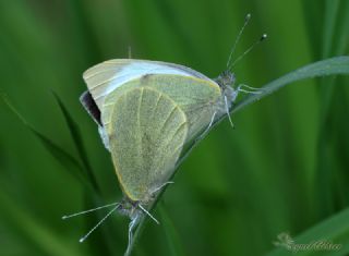 Byk Beyazmelek  (Pieris brassicae)