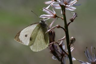B�y�k Beyazmelek &nbsp;(Pieris&nbsp;brassicae)