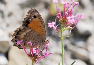 Anadolu Pirireisi (Satyrus favonius)