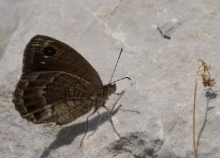 Hametli Pirireis (Satyrus ferulus)